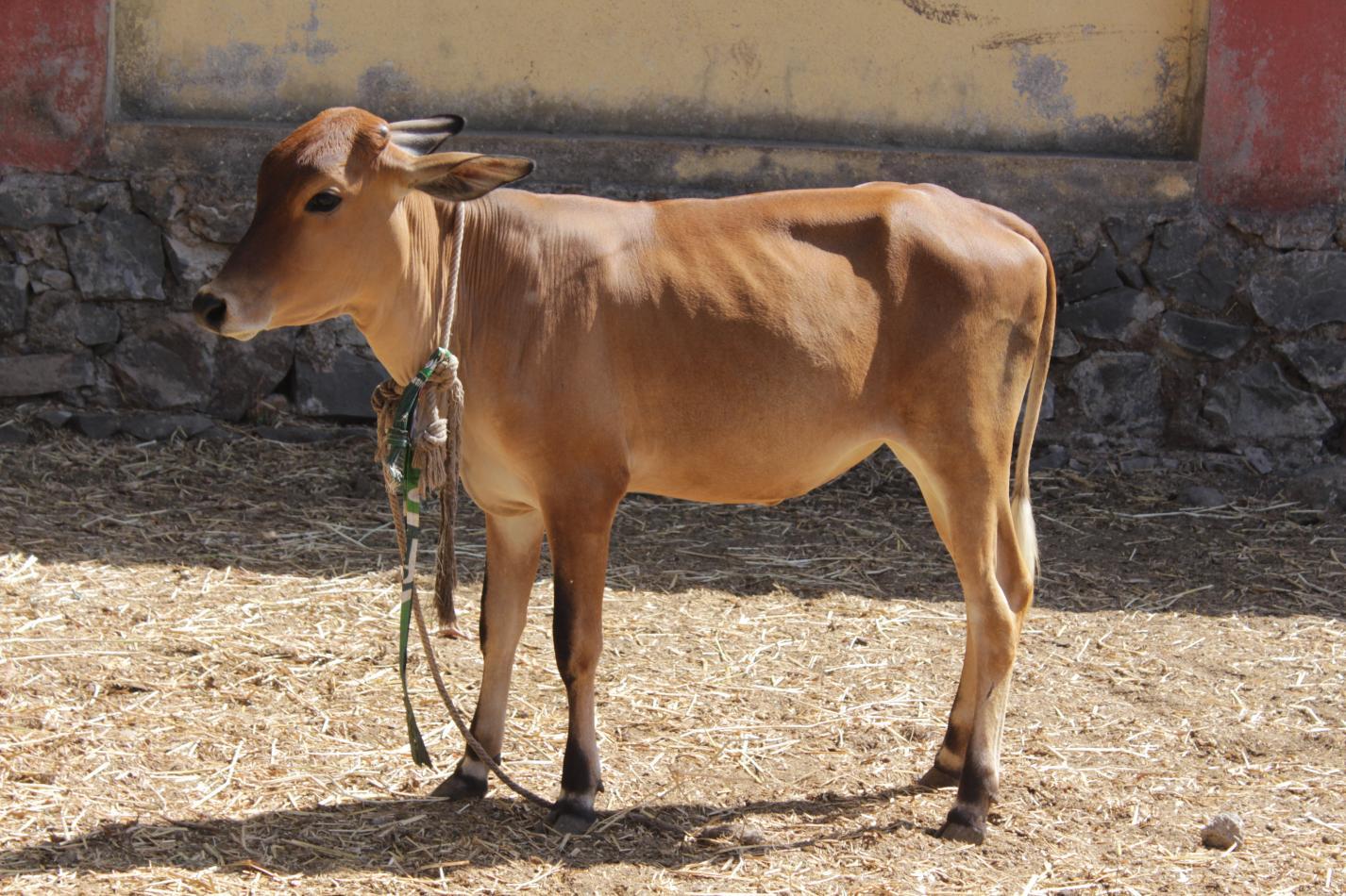 Cow heifer(1)
